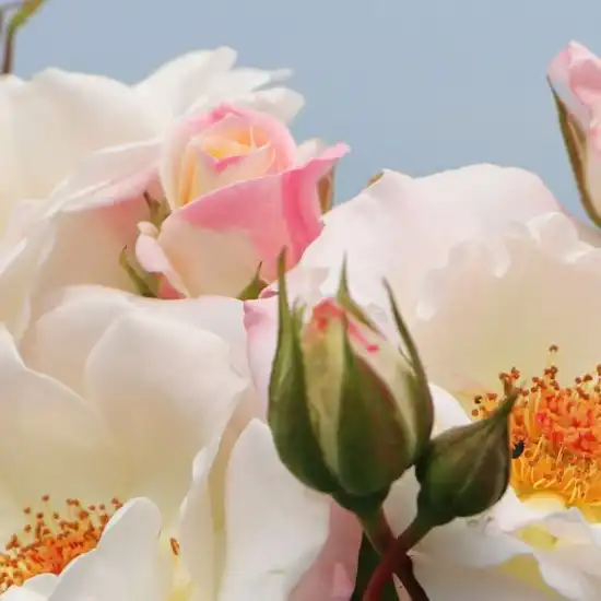Trandafiri Floribunda - Trandafiri - Eisprinzessin ® - 